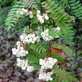 Рябина Белый Марс