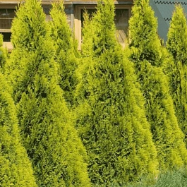 Туя западная Sunny Smaragd
