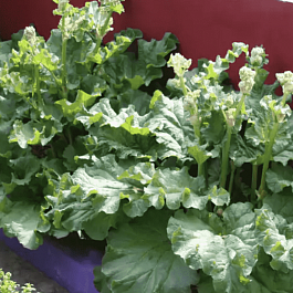 Ревень  Holsteiner Blut