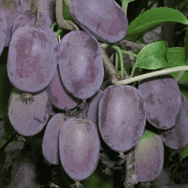 Актинидия коломикта Сиреневый туман