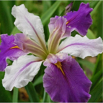 Ирис луизианский Колорифик НАБОР 2ШТ (1+1)