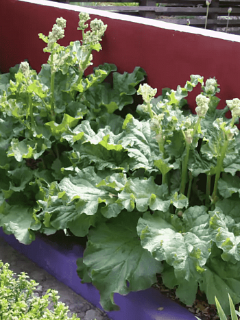 Ревень  Holsteiner Blut