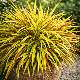 Хаконехлоа большая Sunflare