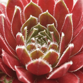 Молодило гибридное Tordeurs Memory