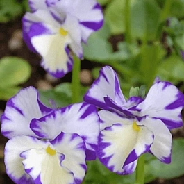 Виола рогатая Rebecca