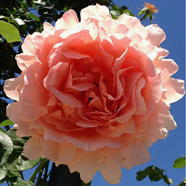 Роза плетистая Полька Роза плетистая Полька