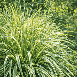 Молиния голубая Variegata