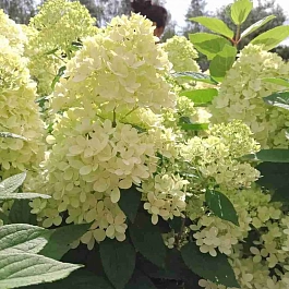 Гортензия метельчатая Great Escape