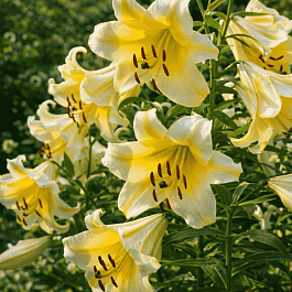 Лилия Conca D'or
