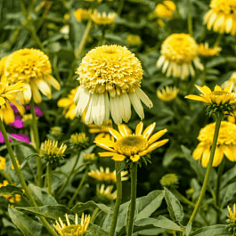 Эхинацея пурпурная Lemon Drop