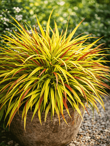 Хаконехлоа большая Sunflare