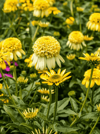 Эхинацея пурпурная Lemon Drop