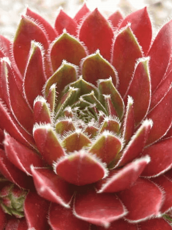 Молодило гибридное Tordeurs Memory