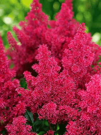 Астильба японская Koblenz