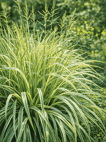 Молиния голубая Variegata