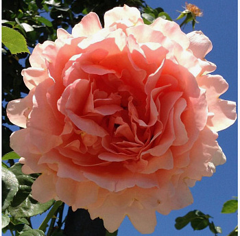 Роза плетистая Полька