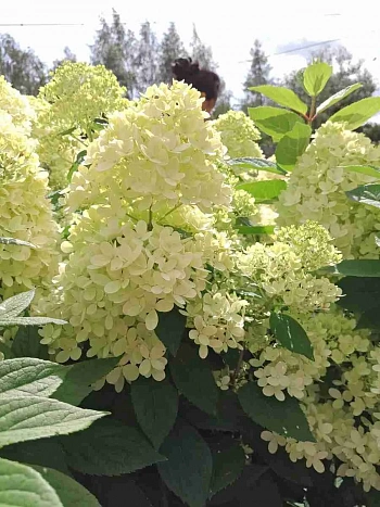 Гортензия метельчатая Great Escape