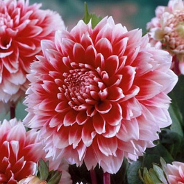 Георгина Декоративная Ред энд Вайт Фубуки