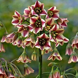 Лук декоративный Болгарский