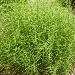 Осока пальмолистная Little Midge