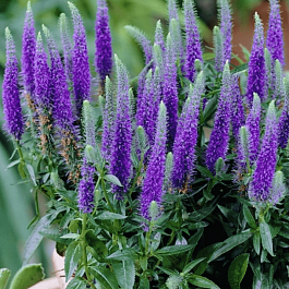 Вероника колосистая Ulster Dwarf Blue