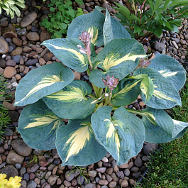 Хоста гибридная Сандерболт НАБОР 2ШТ (1+1) Хоста гибридная Сандерболт НАБОР 2ШТ (1+1)