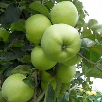 Яблоня Антоновка обыкновенная