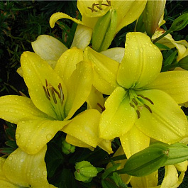 Лилия ЛА-гибрид Фрейя