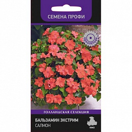 Бальзамин Экстрим Салмон