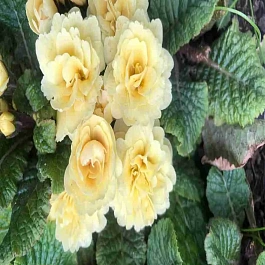 Примула Creme du Tregor