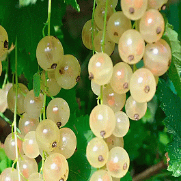 Смородина белая Булонь белая