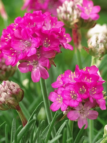 Армерия приморская Armada Rose