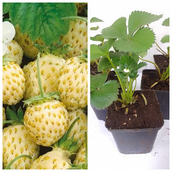 Земляника садовая Золотинка НАБОР 5ШТ