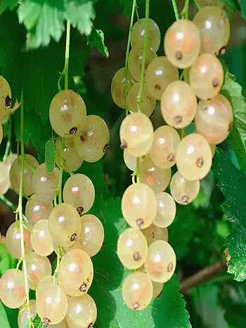 Смородина белая Булонь белая