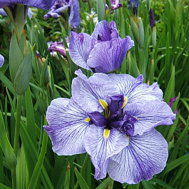 Ирис японский Грейвудс Катрина