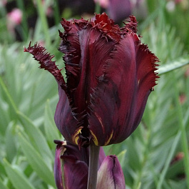 Тюльпан бахромчатый Винсент ван Гог