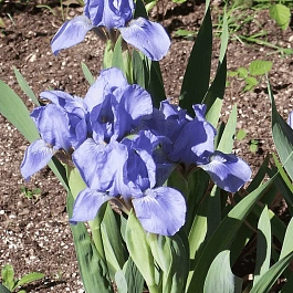 Ирис карликовый Blue Denim