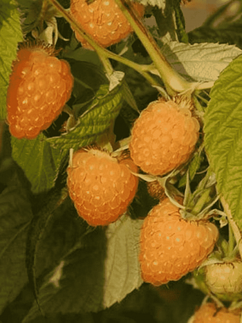 Малина обыкновенная Анна