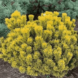 Сосна горная Carsten Wintergold штамб 40-60 см