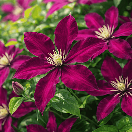 Клематис Polonia Restituta