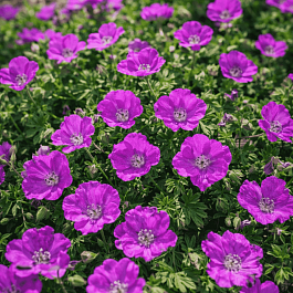 Герань кроваво-красная Max Frei