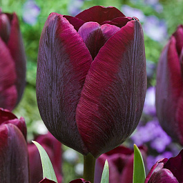 Тюльпан Триумф Роналдо