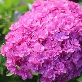 Гортензия крупнолистная You And Me Together