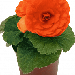 Бегония клубневая GO! Early Orange