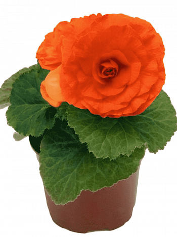 Бегония клубневая GO! Early Orange