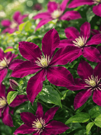 Клематис Polonia Restituta