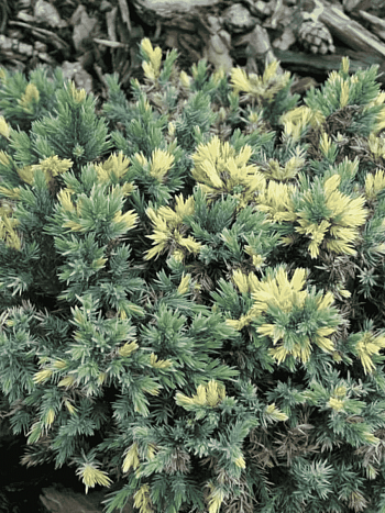 Можжевельник чешуйчатый Floriant