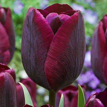 Тюльпан Триумф Роналдо