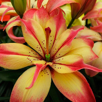 Лилия азиатская махровая Деликат Джой НАБОР 2ШТ (2+2)