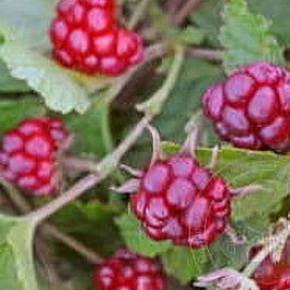 Княженика (Арктическая малина) Тария